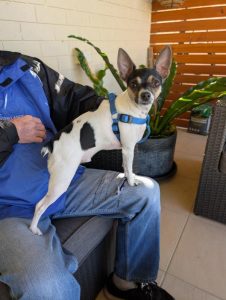Tenterfield Terrier – Halekulani