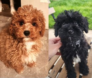 Cavoodle – Hoppers Crossing