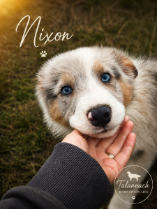 Border Collie – Christmas Creek
