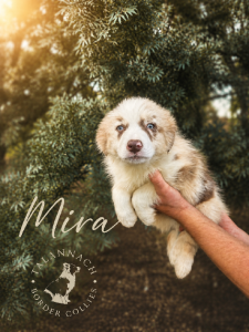 Border Collie – Christmas Creek