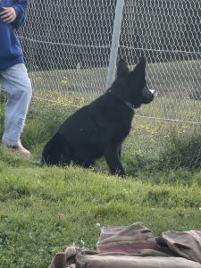 German Shepherd – Maison Dieu