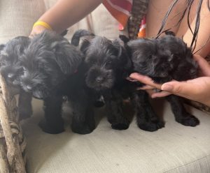 Schnauzer (Miniature) – Fernvale