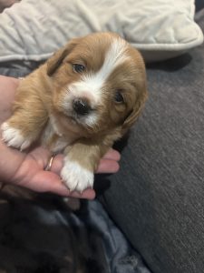 Cavalier King Charles Spaniel – Cooloongup