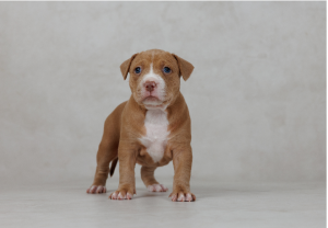 American Staffordshire Bull Terrier – DemiGod Austaffs