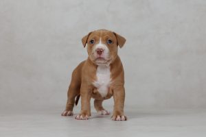 American Staffordshire Bull Terrier – DemiGod Austaffs