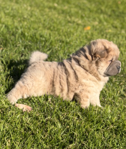 Shar Pei – Picton