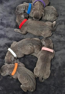 American Staffordshire Bull Terrier – Kelmscott
