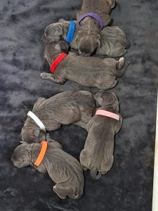 American Staffordshire Bull Terrier – Kelmscott