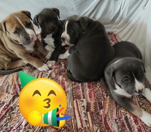 American Staffordshire Bull Terrier – Stratham