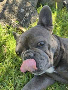 French Bulldog – Berwick