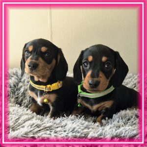 Dachshund – Morley