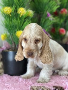 Dogs – Walloon