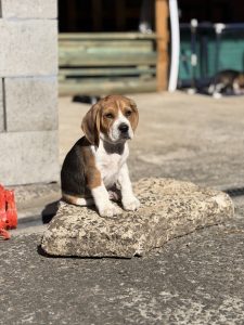Beagle – Dapto