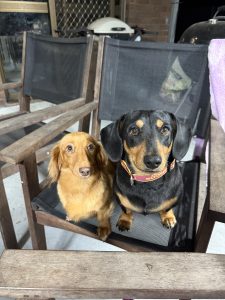 Miniature Dachshund – Hervey Bay