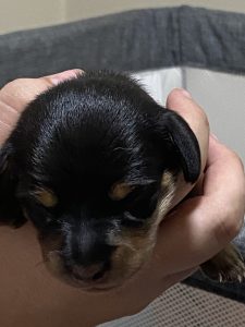 Dachshund – Maryborough
