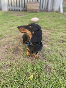 Stud – Maryborough