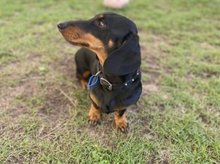 Stud – Maryborough