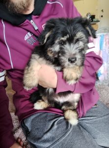 German Spitz – Kingston