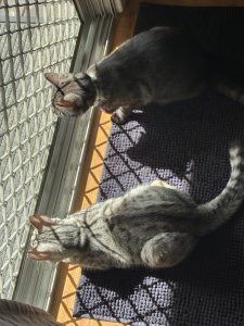 Egyptian Mau – Logan Central