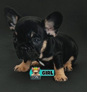 French Bulldog – Sandy Hollow