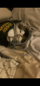 Persian – Oakleigh