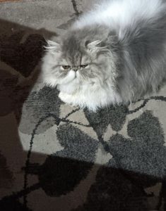 Persian – Oakleigh