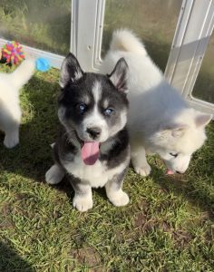 Samoyed – Narre Warren