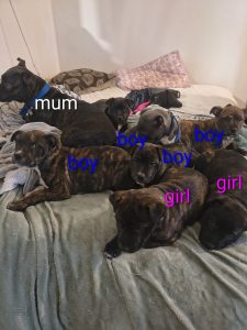 Other Dogs – Armadale