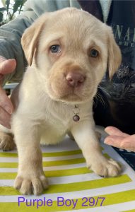 Labrador Retriever – Bessiebelle