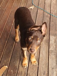 Australian Kelpie – Nittaya