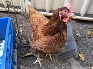 Chicken – Cannington