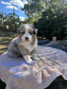 Australian Shepherd – Yeppoon