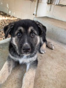 German Shepherd – Alice River