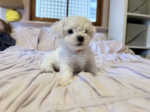 Bichon Frise – West End