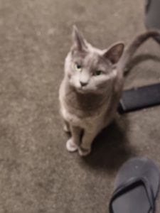 Russian Blue – Melbourne