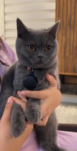 British Shorthair – Carnes Hill