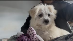 Maltese – Docklands