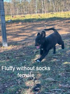 Border Collie Kelpie Cross – Clarendon