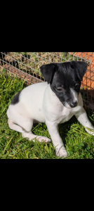 Jack Russell – Kerang