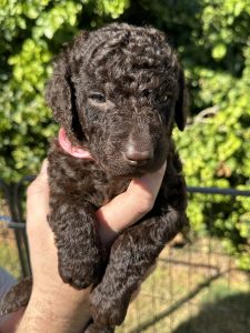 Curly-Coated Retriever – Port Augusta