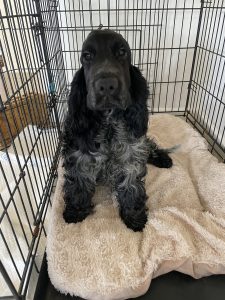 Cocker Spaniel – Port Elliot