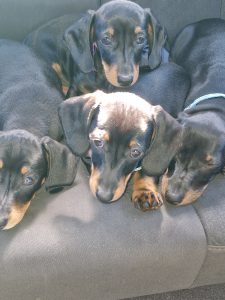 Miniature Dachshund – Woongarrah