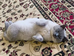 British Shorthair – Meadow Heights