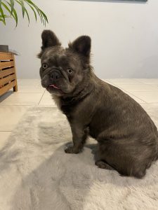 French Bulldog – Vasse