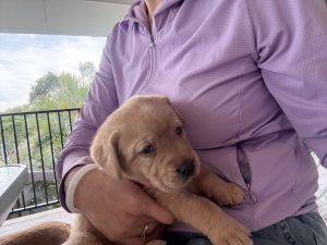 Labrador Retriever – Camira