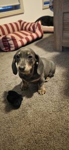 Dachshund – Maitland