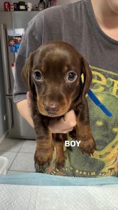 Dachshund – Narangba