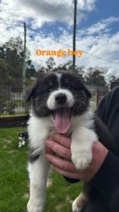 Australian Shepherd – D’Aguilar