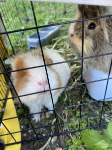 Guinea Pig – Granville
