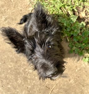Scottish Terrier – Caroline Springs